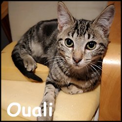 Ouali