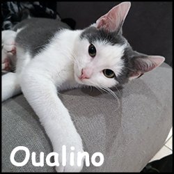 Oualino