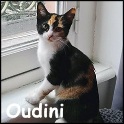 Oudini