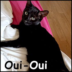 Oui-oui