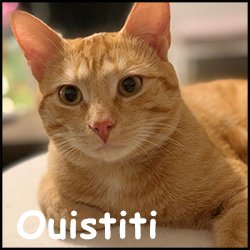 Ouistiti 3