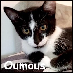 Oumous