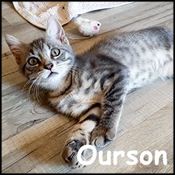 Ourson