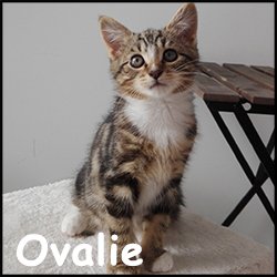 Ovalie