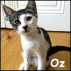 Oz