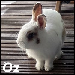 Oz