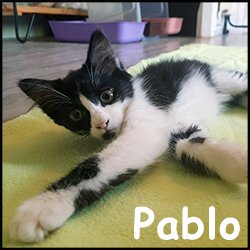 Pablo