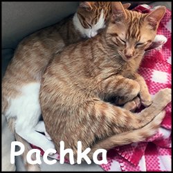 Pachka