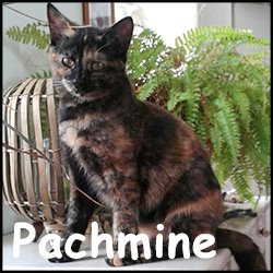 Pachmine