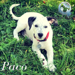 Paco