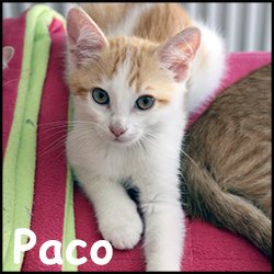 Paco