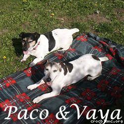 pacovaya