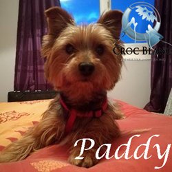 Paddy