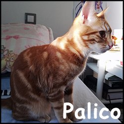 Palico