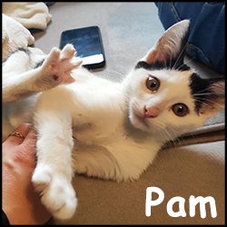 Pam