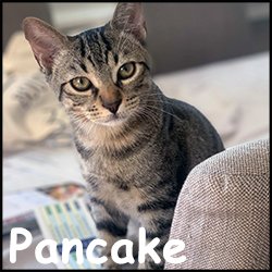 Pancake