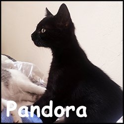 Pandora