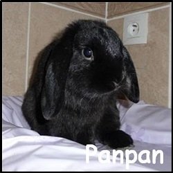 Panpan