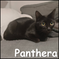 Panthera