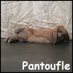 Pantoufle