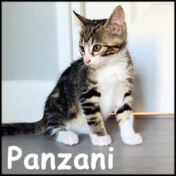 Panzani