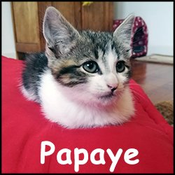 Papaye