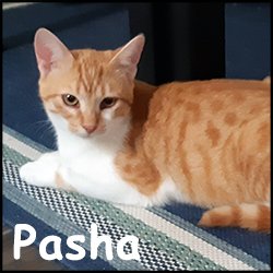 Pasha