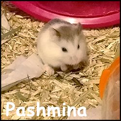 Pashmina