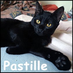 Pastille