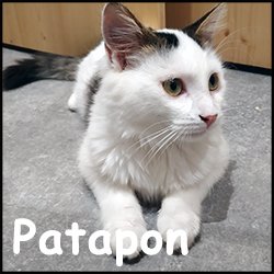 Patapon