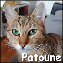 Patoune