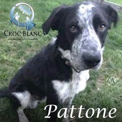 Pattone