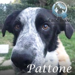 Pattone