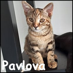 Pavlova