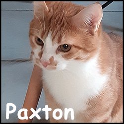 Paxton