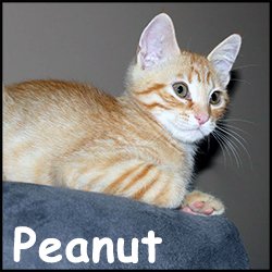 Peanut