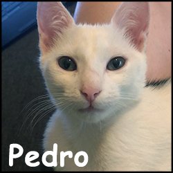 Pedro