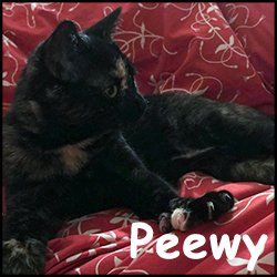 Peewy