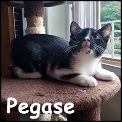 Pegase