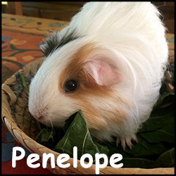 Penelope