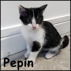 Pepin