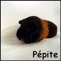 pepite