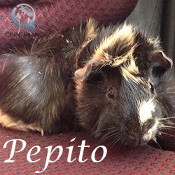 Pepito1