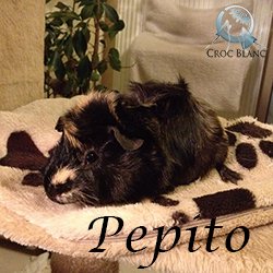 Pepito