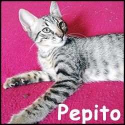 Pepito