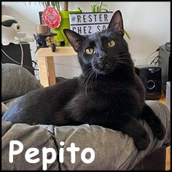 Pepito