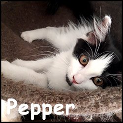 Pepper