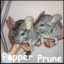 Pepper et Prune