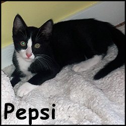 Pepsi