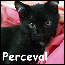 Perceval